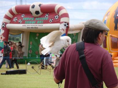barn owl.jpg