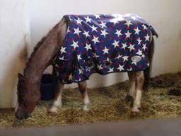 Dinky stable.jpg