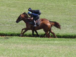 Gallops 3.jpg