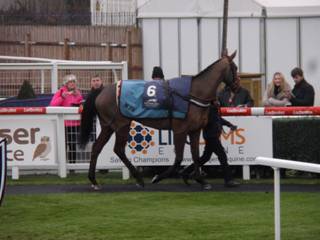 Race 4 f Maestro Royal.jpg