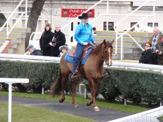2 quarter horse.jpg