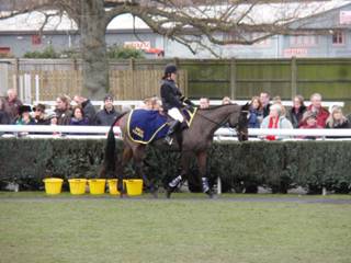 6 retired racehorse.jpg