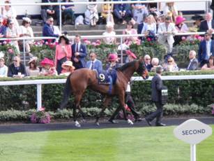 Race 5 9 Petrus 1.jpg