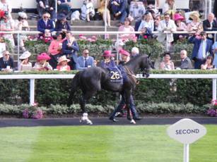 Race 5 26 Alfa Mcguire.jpg