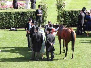 Race 5 3rd Magnificent.jpg